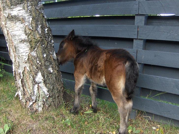 Anden særlig race Pindstruphavens Nova - Lille Nova der lige smager på et træ.. jaja.. - Det skal jo prøves :D <3 billede 7