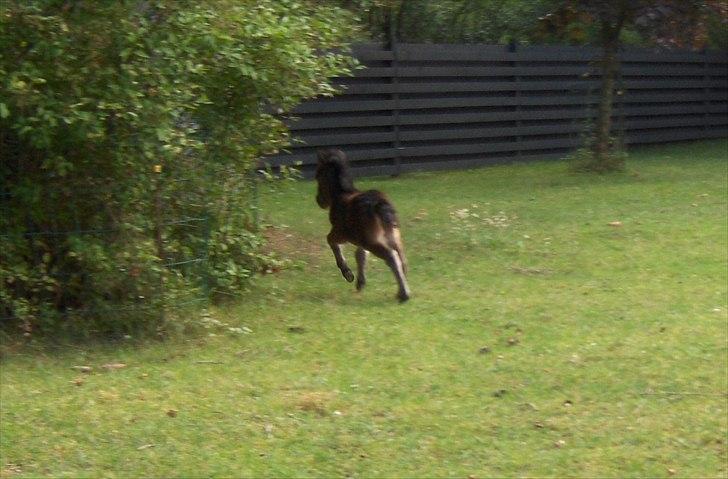 Anden særlig race Pindstruphavens Nova - Lille frisk bandit på udflugt. - UDEN mor :D <3 billede 8