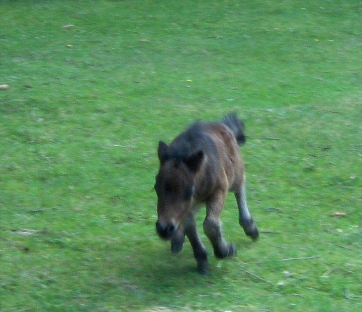 Anden særlig race Pindstruphavens Nova - Hun snubler lige lidt, men forstætter :D <3 billede 9