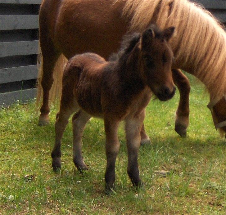 Anden særlig race Pindstruphavens Nova - Smuksakken med mor i baggrunden <3 billede 10