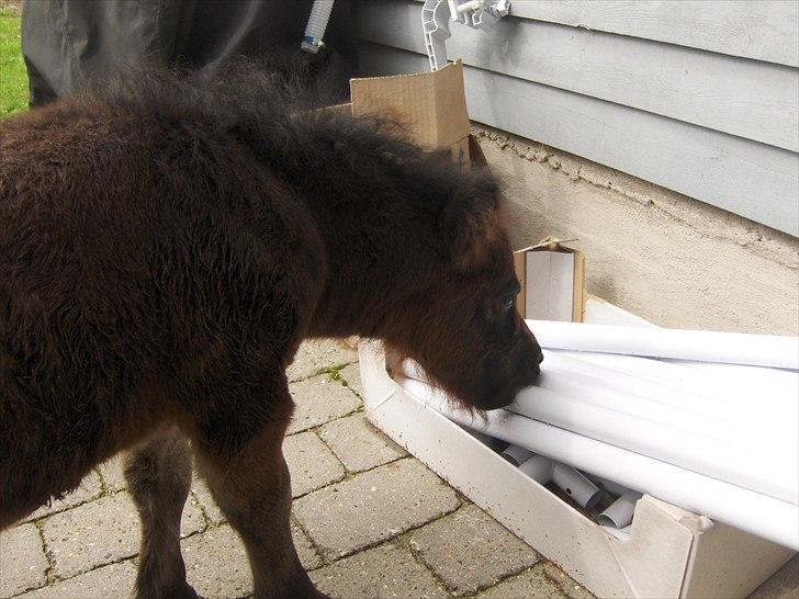 Anden særlig race Pindstruphavens Nova - Spiser lige nogle spring-bomme :D<3 billede 11