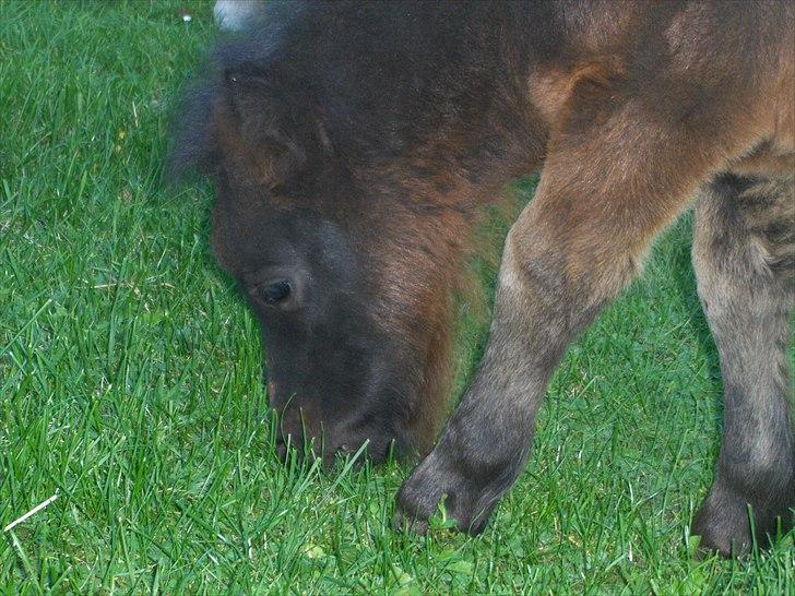 Anden særlig race Pindstruphavens Nova - Hygge-græsning <3 billede 12