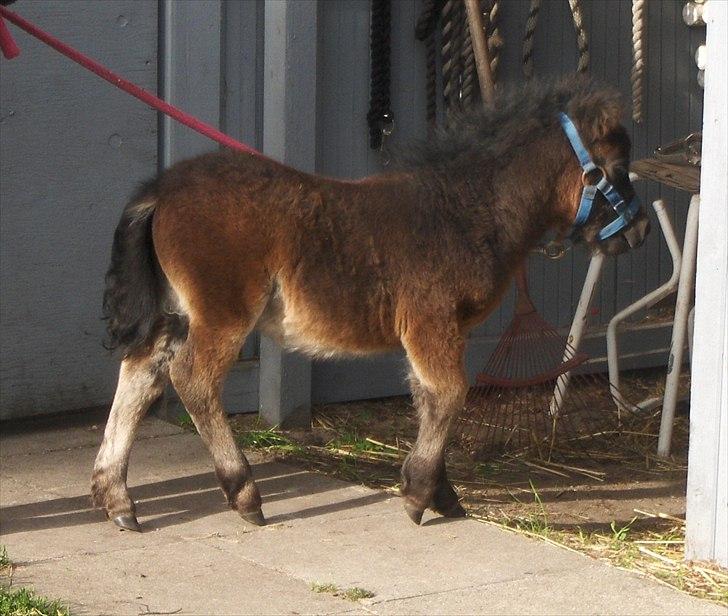 Anden særlig race Pindstruphavens Nova - Friske nova på gå-tur :D <3 billede 13