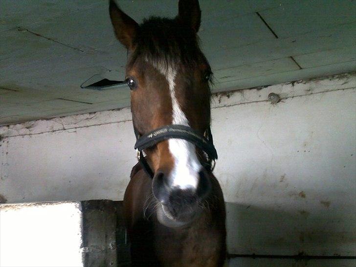 Tysk Sportspony Okonán - Okonán, du er verdens smukkeste hest!!! billede 4