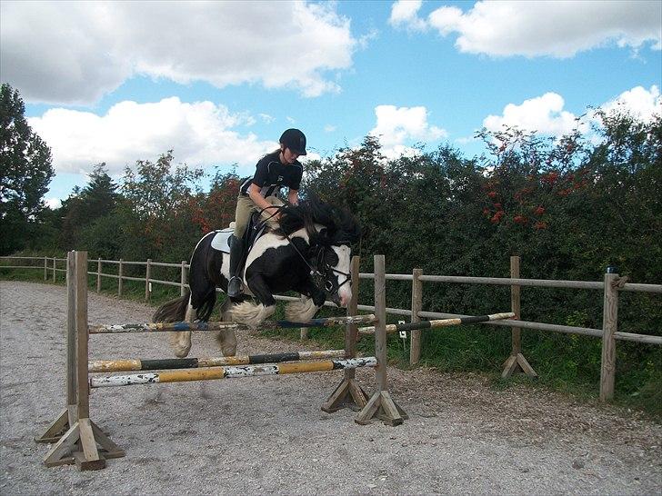 Irish Cob Dipsy - Min sol, mit måneskin i:. billede 10