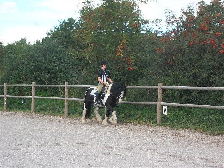 Irish Cob Dipsy - Du har vist mig hvor regnbuen ender henne :*. billede 12