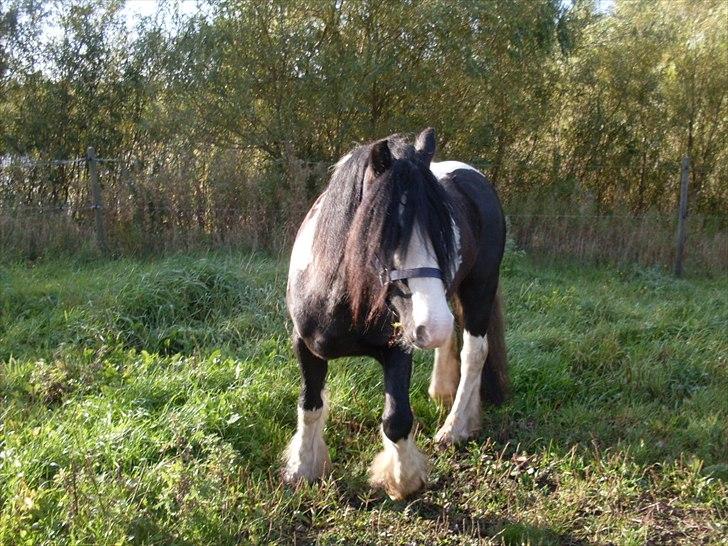 Irish Cob Dipsy - Luk dine øjne i, hver ikke bange for at være den du er! i: billede 14