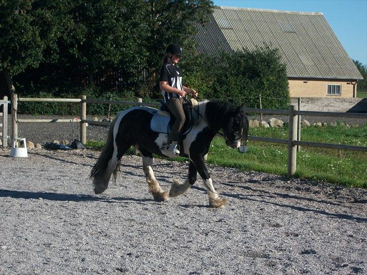 Irish Cob Dipsy - Du som sendt fra oven <3. billede 15