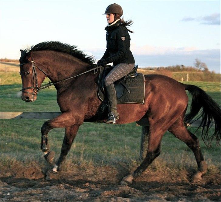 Dansk Varmblod Future Latino (Tino) billede 1