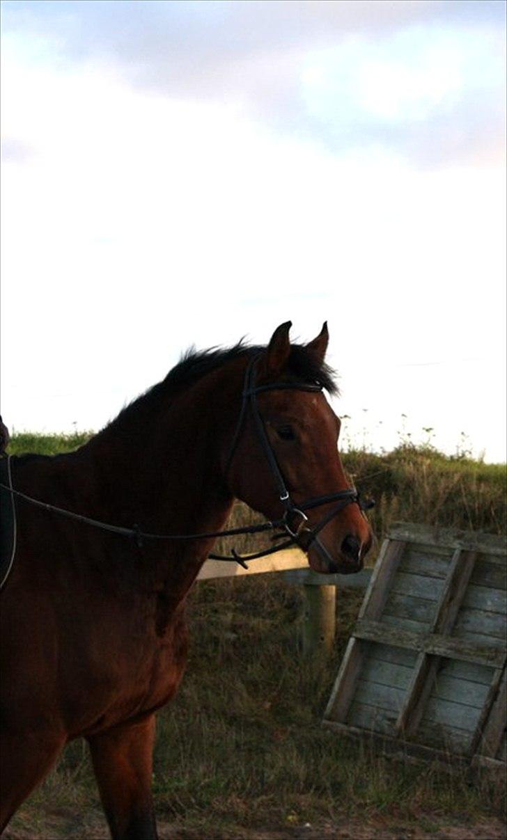 Dansk Varmblod Future Latino (Tino) billede 2