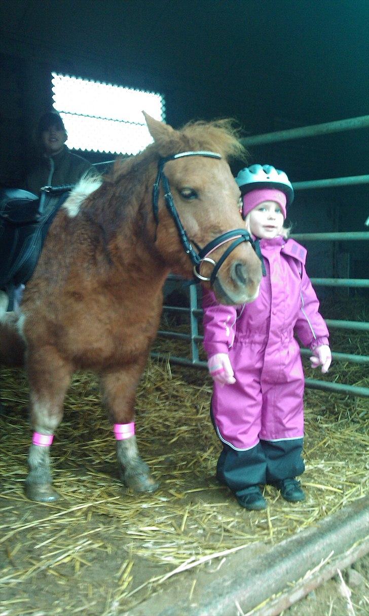 Shetlænder Malou - Solgt <3 billede 9