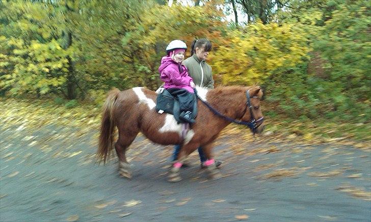 Shetlænder Malou - Solgt <3 billede 11