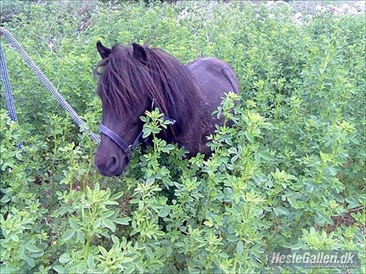 Shetlænder Stella billede 1