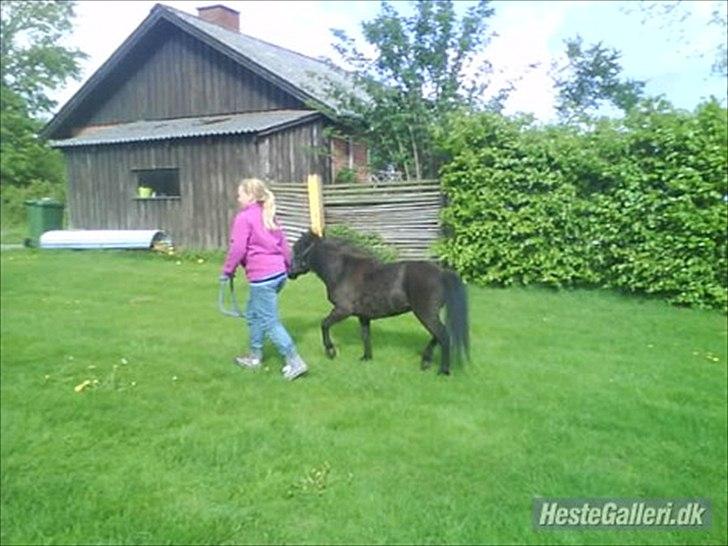 Shetlænder Stella billede 3