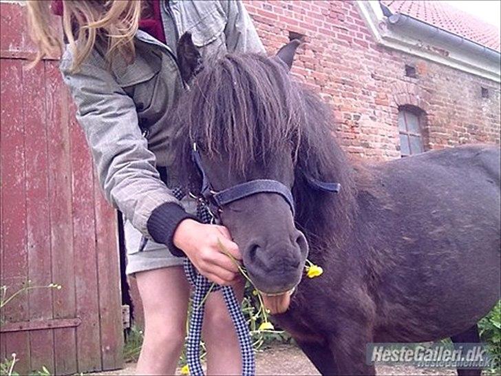 Shetlænder Stella billede 4