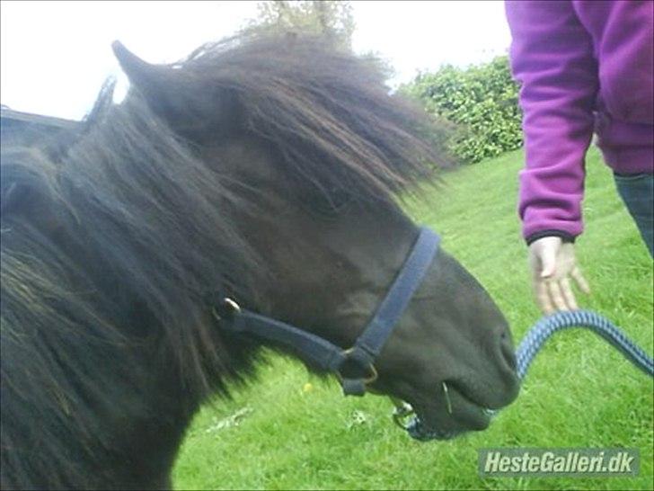 Shetlænder Stella billede 5