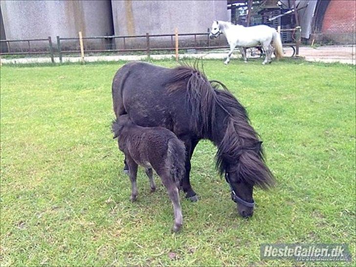 Shetlænder Stella billede 6
