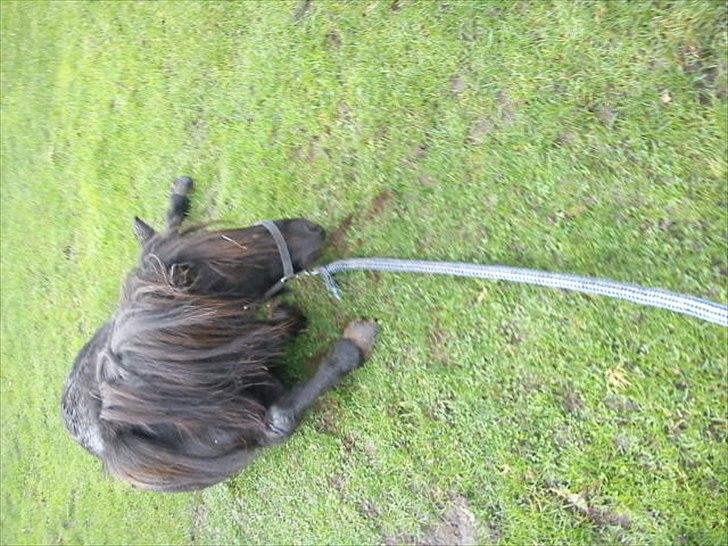 Shetlænder Stella billede 7