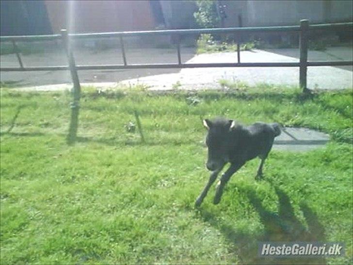 Anden særlig race Starlight - Fuld fart frem! billede 3