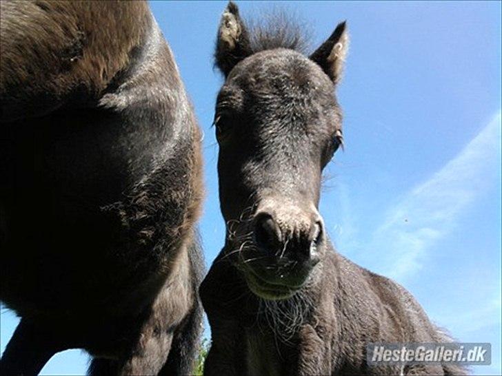 Anden særlig race Starlight billede 6