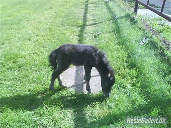 Anden særlig race Starlight billede 7