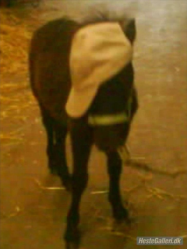 Anden særlig race Starlight billede 9