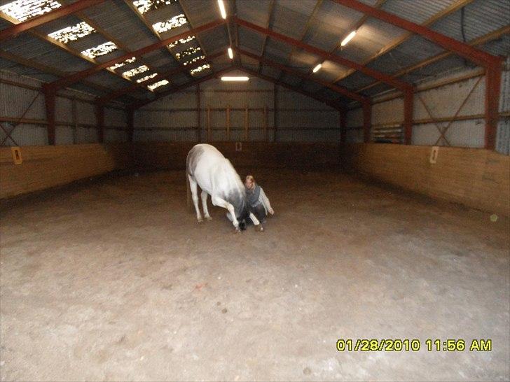 Sportsaraber (A) Cody billede 16