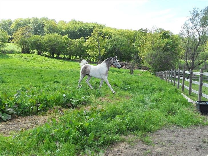 Sportsaraber (A) Cody billede 17