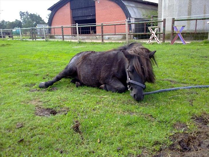Shetlænder Stella billede 8