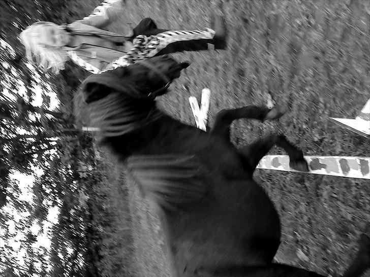 Shetlænder Stella billede 9