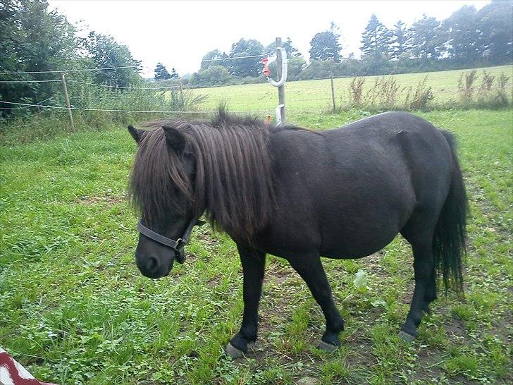 Shetlænder Stella billede 10