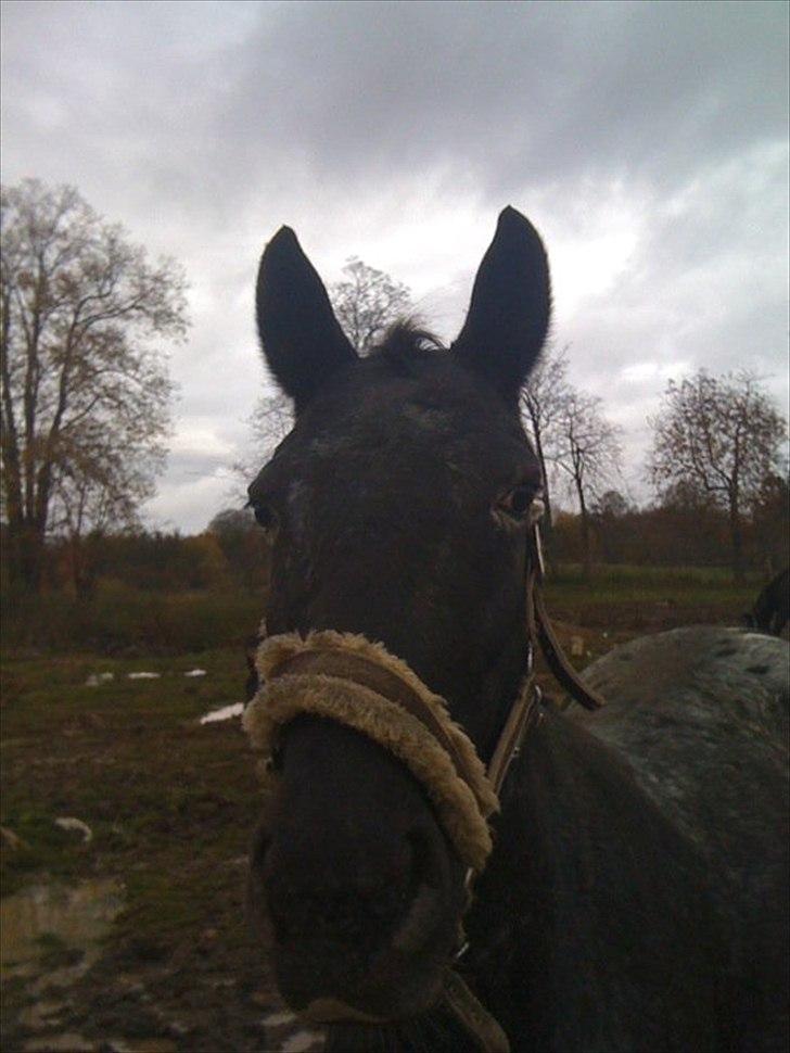 Knabstrupper Cirkeline {lånte} - Cirkeline den lille snut billede 1