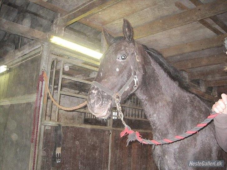 Knabstrupper Cirkeline {lånte} - Cirkeline er god til at stå stlle og kigge på en billede 2