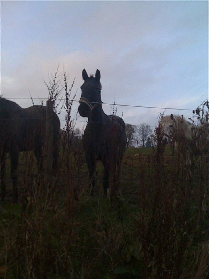Knabstrupper Cirkeline {lånte} - Cirkeline på fold første gang jeg så hende! billede 3