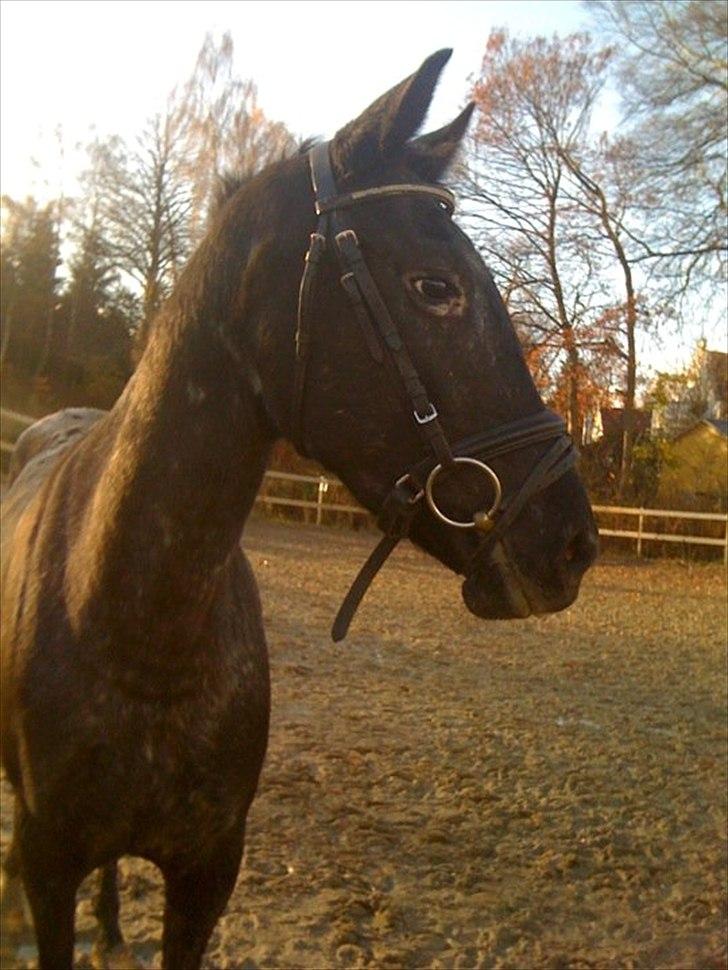 Knabstrupper Cirkeline {lånte} - Cirkeline på banen hun løb sygt hurtigt vildt sejt! billede 4