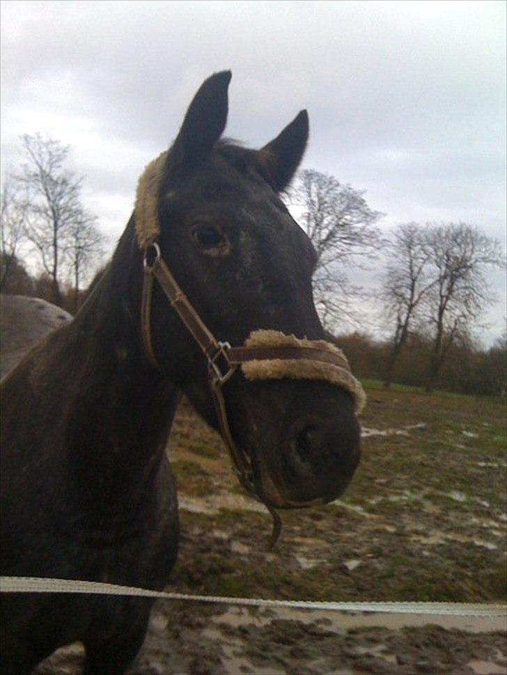 Knabstrupper Cirkeline {lånte} - Det søde dyr på fold! billede 5