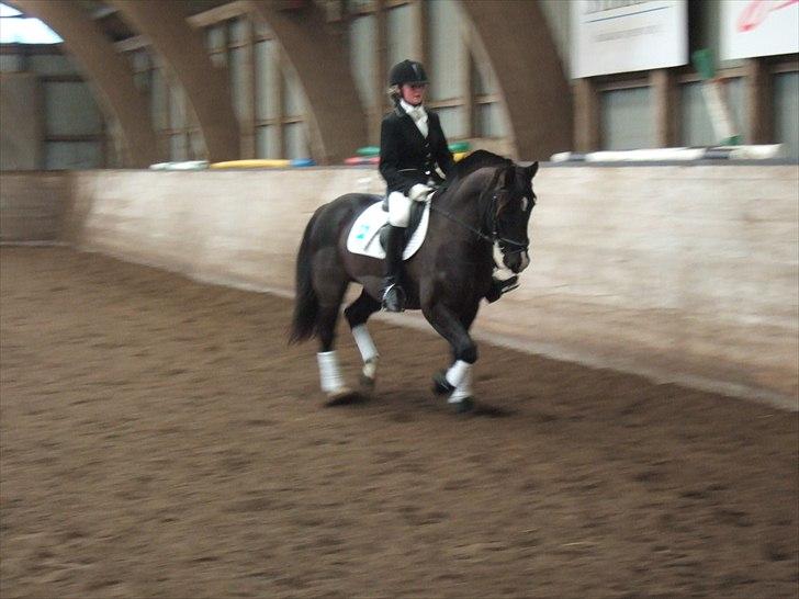 Anden særlig race Rex billede 14