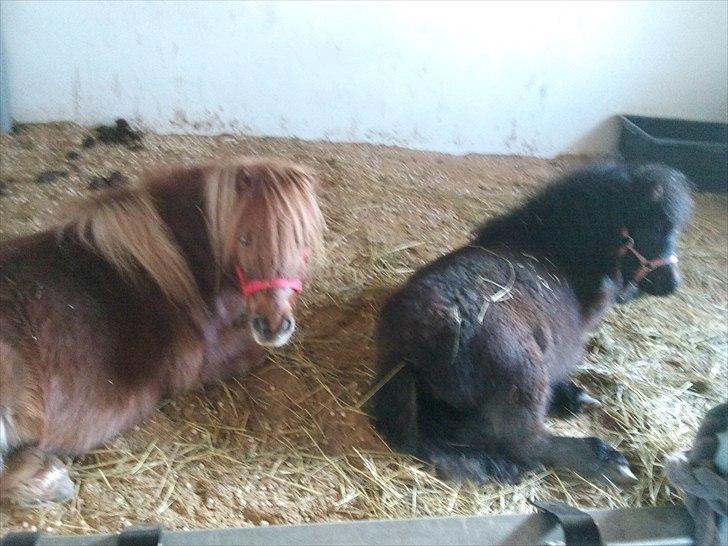 Anden særlig race Pindstruphavens Nova - Mor og datter, som ligger og slapper af :) <3 billede 14