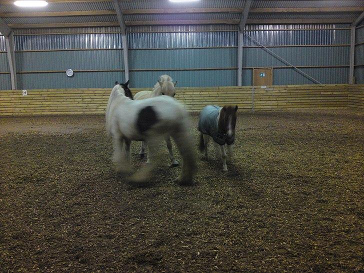 Irish Cob Willow ER FLYTTET billede 4