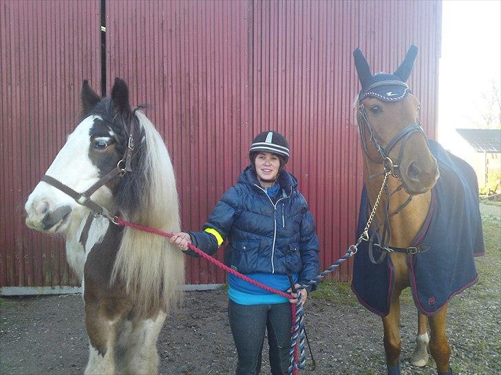 Irish Cob Willow ER FLYTTET - Willow og Cynk, Kristina i midten... billede 5