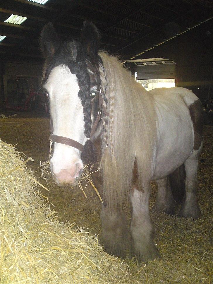 Irish Cob Willow ER FLYTTET billede 6