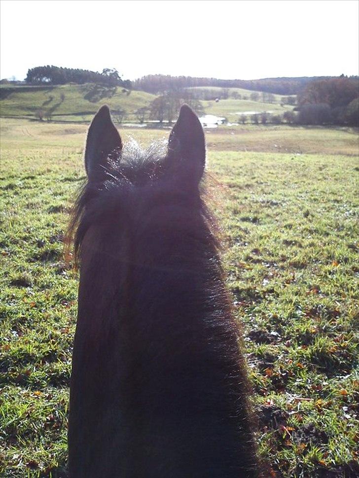 Traver Gismo Silk - Beatyfull moments happend when I am with you <3 billede 6