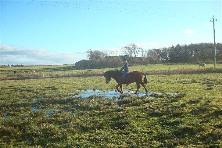 Islænder Moldi billede 5