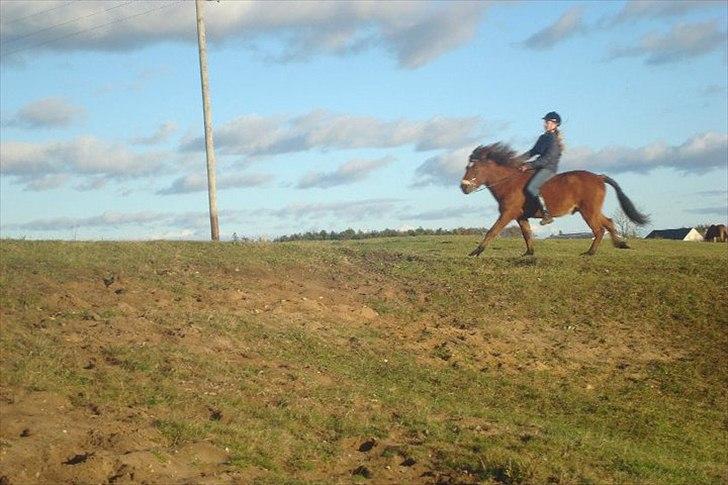 Islænder Moldi billede 8