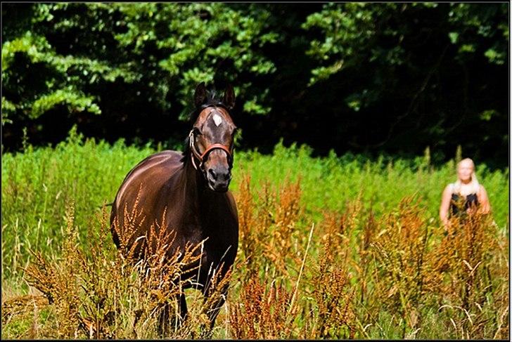 Trakehner *SOLGT* Tullamore HTPR billede 12