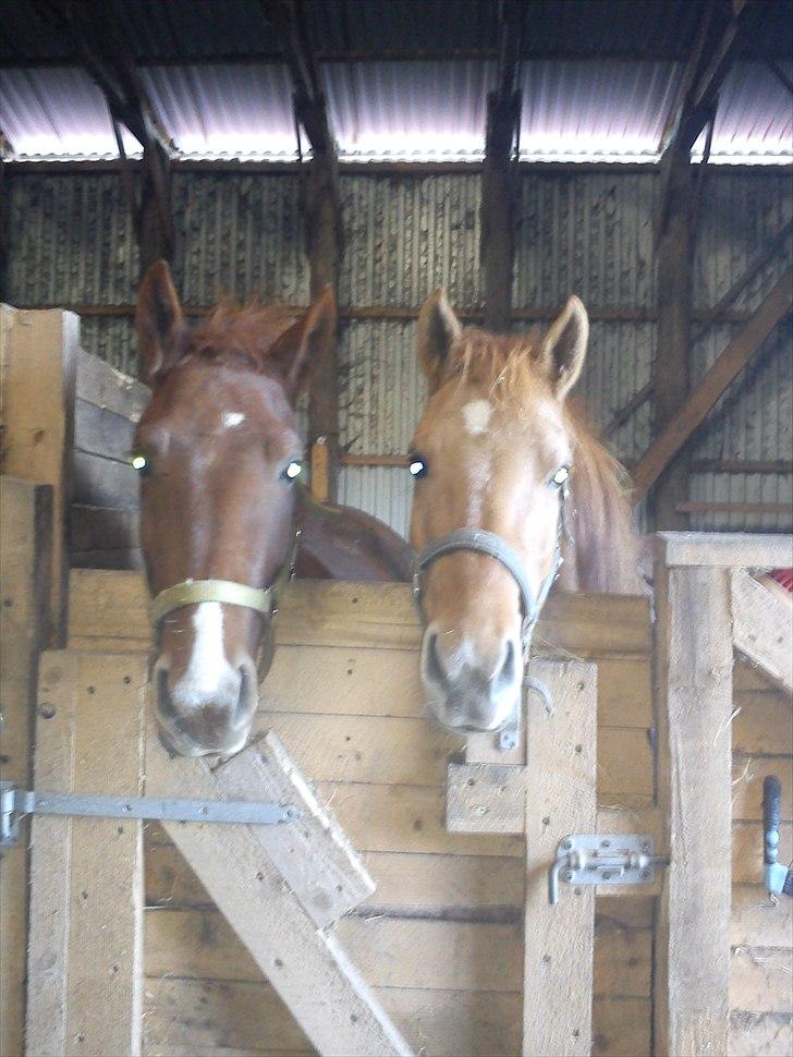 Oldenborg Diesel - Baby *;<3  - Diesel & Rosa (hans mor) i deres boks :b billede 10