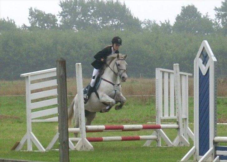 Anden særlig race Viggo - Ved godt det ser temlig lavt ud, men det er altså 60cm? ogs´ i Overmoselund.. -Se lige hvor højt han springer over! ;-) billede 14