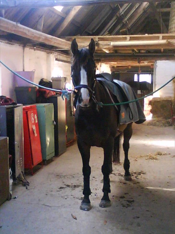 Anden særlig race Corvette* Har redet* - Den smukke på staldgangen billede 1