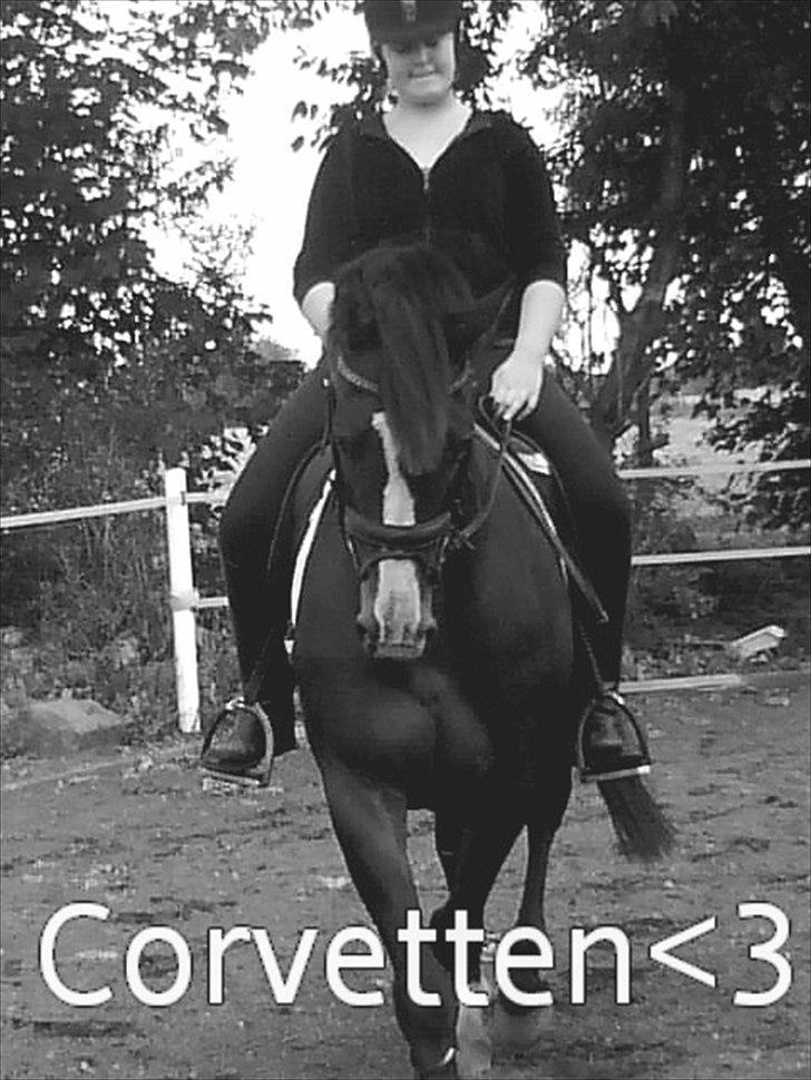 Anden særlig race Corvette* Har redet* billede 2