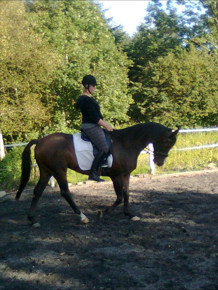 Anden særlig race Corvette* Har redet* - Aller første gang jeg rider på ham<3 billede 3